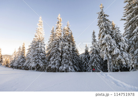 Pine trees in mountains in winter sunny day. 114751978