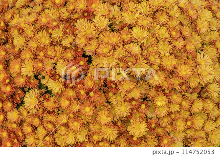 黄色いざる菊の花 黄色いざる菊の花 114752053