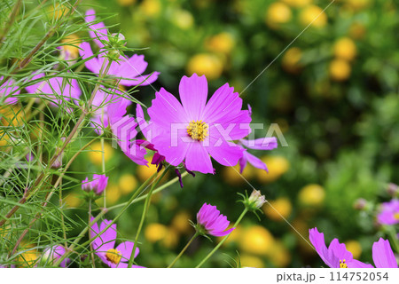 コスモスの花 コスモスの花 114752054
