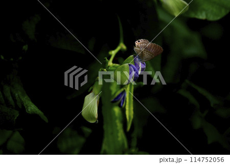 歌を歌っているような蝶と植物の写真 114752056