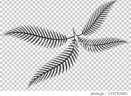 The fern leaf vector image for spa or herb decor concept 114752061