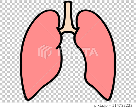 簡單的肺部插畫素材 114752222