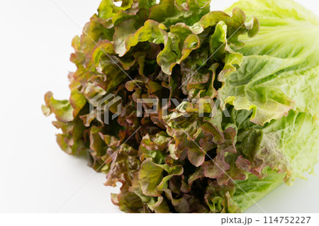 サニーレタスのクローズアップ 114752227