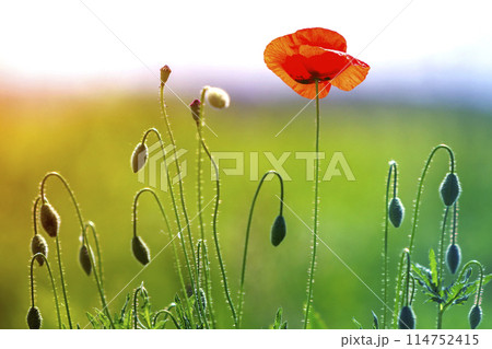 Close-up of tender blooming lit by summer sun one red wild poppy and undiluted flower buds on high stems on blurred bright green summer background. Beauty and tenderness of nature concept. Close-up of tender blooming lit by summer sun one red wild poppy and undiluted flower buds on high stems on blurred bright green summer background. Beauty and tenderness of nature concept. 114752415