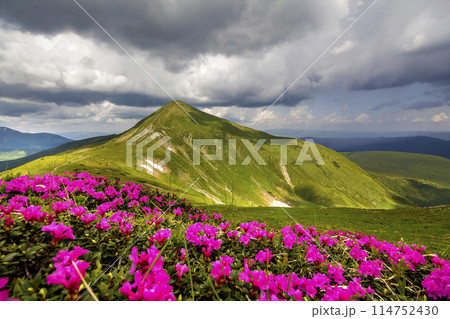 Mountain spring panorama with blooming rhododendron rue flowers and patches of snow under blue cloudy sky. Mountain spring panorama with blooming rhododendron rue flowers and patches of snow under blue cloudy sky. 114752430