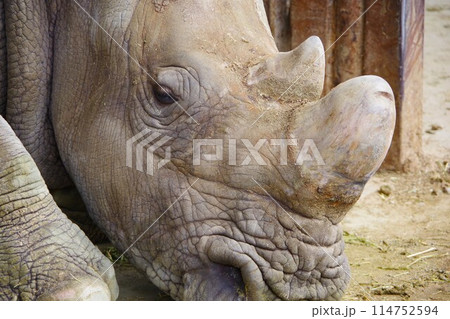 那須サファリパークのミナミシロサイの横顔 那須サファリパークのミナミシロサイの横顔 114752594