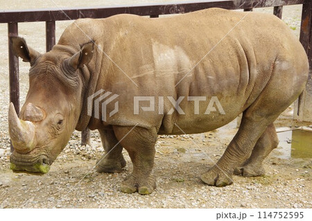 那須サファリパークのミナミシロサイの全身 那須サファリパークのミナミシロサイの全身 114752595