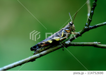 Close-up of grasshoppers in Wulai District, New Taipei City, Taiwan 114752690