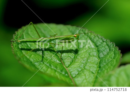 Hierodula Patellifera - Vibrant green mantis. Wulai, Taiwan. Hierodula Patellifera - Vibrant green mantis. Wulai, Taiwan. 114752718