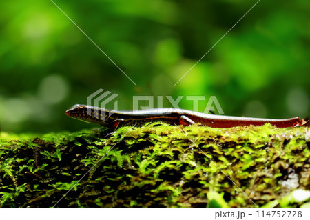 Elegant skink lizard in natural environment. Wulai, Taiwan. 114752728