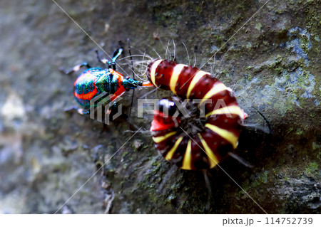 Predatory Shield Bug Feasting on Colorful Caterpillar. Wulai, Taiwan. Predatory Shield Bug Feasting on Colorful Caterpillar. Wulai, Taiwan. 114752739