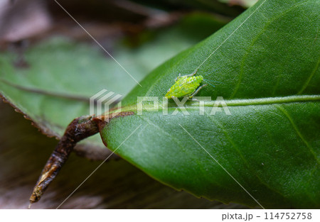 A tea green leafhopper (Jacobiasca formosana) on tea tree stems. 114752758
