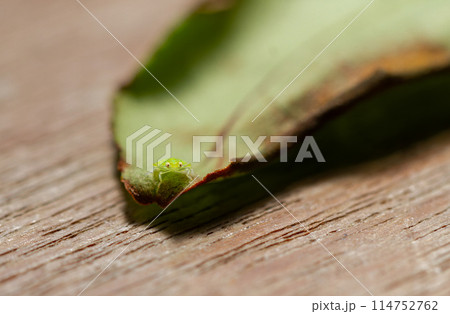 A tea green leafhopper (Jacobiasca formosana) on tea tree stems. A tea green leafhopper (Jacobiasca formosana) on tea tree stems. 114752762