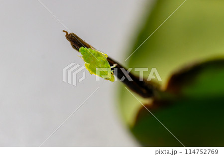 A tea green leafhopper (Jacobiasca formosana) on tea tree stems. 114752769