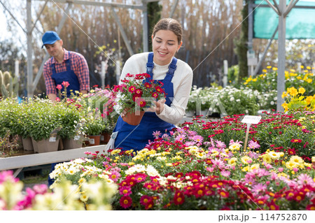 Young saleswoman change arrangement of pots with garden chamomile and improves appearance of window 114752870