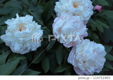 公園のシャクヤク畑 114752905