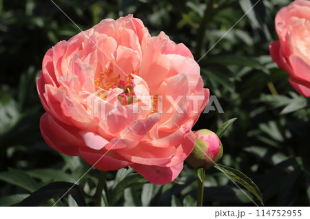 公園のシャクヤク畑 114752955