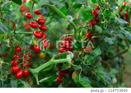 Red grape tomatoes ripening on bushes in greenhouse Red grape tomatoes ripening on bushes in greenhouse 114753695