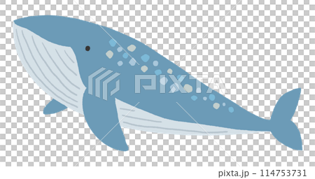 クジラのイラスト 114753731
