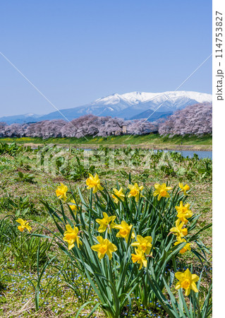 黄色のスイセン、桜並木と残雪の蔵王連峰 黄色のスイセン、桜並木と残雪の蔵王連峰 114753827