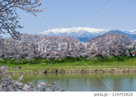残雪の蔵王連峰を背景に咲く白石川堤一目千本桜 114753828