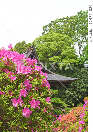 川崎市等覚寺のつつじ 114754026