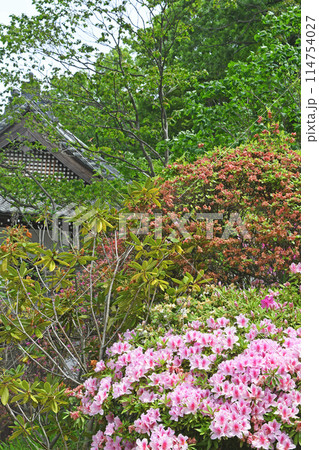川崎市等覚寺のつつじ 114754027
