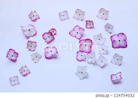 水に浮かべた紫陽花の花びら、アジサイの花びら、ピンクの紫陽花の花びら 114754032