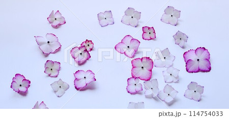 水に浮かべた紫陽花の花びら、アジサイの花びら、ピンクの紫陽花の花びら 水に浮かべた紫陽花の花びら、アジサイの花びら、ピンクの紫陽花の花びら 114754033