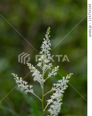梅雨の森に咲くアワモリショウマ 114754189