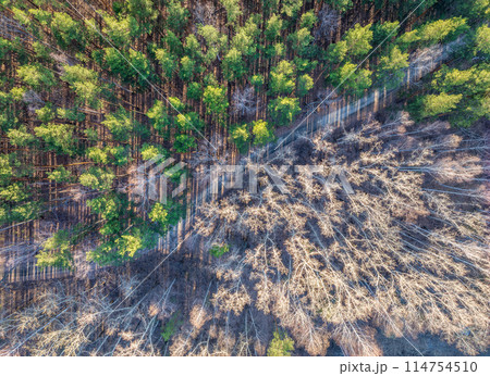 Aerial drone view of stunning colorful autumn fall forest. 114754510