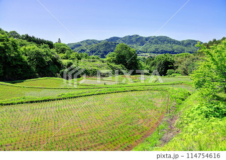 寺山の棚田 寺山の棚田 114754616
