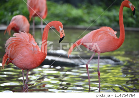 色鮮やかなフラミンゴ 上野動物園 東京都台東区 色鮮やかなフラミンゴ 上野動物園 東京都台東区 114754764