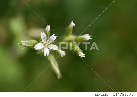 オランダミミナグサの花 114755376