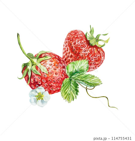 Strawberry, berries, leaf, flower. Watercolor illustration isolated on white background. Cards, juice, jam labels, food packaging, cosmetic products. 114755431