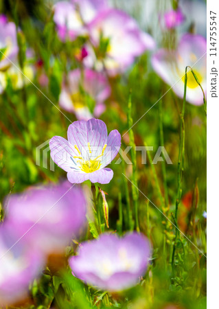 晴れた日のヒルザキツキミソウ 114755547