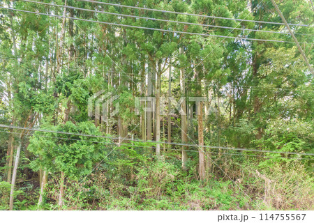 世界遺産「佐渡島（さど）の金山」　重文景「佐渡西三川の砂金山由来の農山村景観」　立残山 114755567