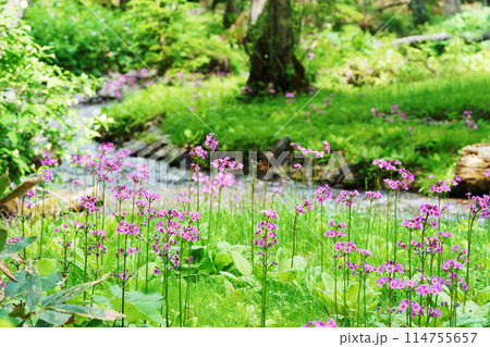 クリンソウ ノンノの森 北海道 クリンソウ ノンノの森 北海道 114755657