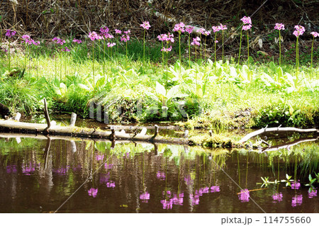 クリンソウ ノンノの森 北海道 クリンソウ ノンノの森 北海道 114755660