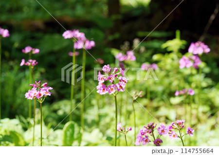 クリンソウ ノンノの森 北海道 クリンソウ ノンノの森 北海道 114755664