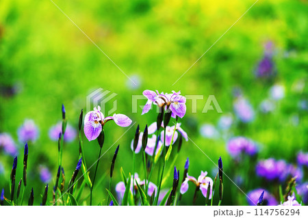 ヒオウギアヤメ　”山野草” 114756294