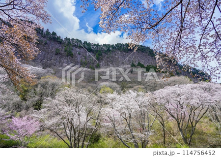 満開の山桜に囲まれた屏風岩公苑の情景 114756452