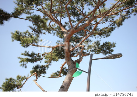 Namgang Yudeung Exhibition Center and Park in Jinju-si, South Korea - April 29, 2024 - Namgang Yudeung Exhibition Center and Park in Jinju-si, Gyeongsangnam-do, South Korea is a beautiful art park tha Namgang Yudeung Exhibition Center and Park in Jinju-si, South Korea - April 29, 2024 - Namgang Yudeung Exhibition Center and Park in Jinju-si, Gyeongsangnam-do, South Korea is a beautiful art park tha 114756743