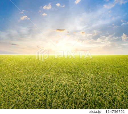 Green grass field with blue sky 114756791