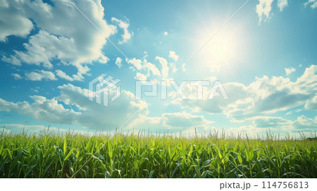 Gorgeous cornfield view under a cloud-dotted blue sky, ideal for agriculture themes. 114756813