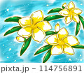 水に浮かぶプルメリア 114756891
