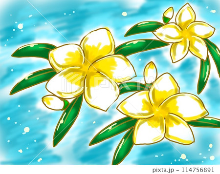 水に浮かぶプルメリア 114756891