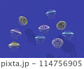 水槽のクラゲ 114756905