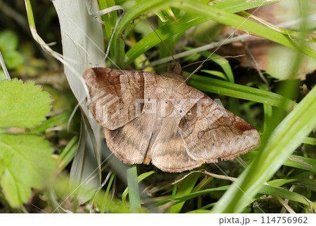 草地に身を潜めるオオウンモンクチバ蛾の成虫（自然光＆ストロボ・マクロレンズ接写） 114756962