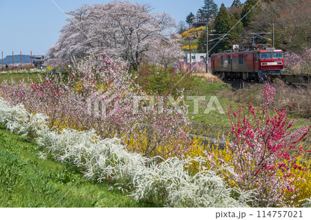 満開の花々の中を行く電気機関車 114757021